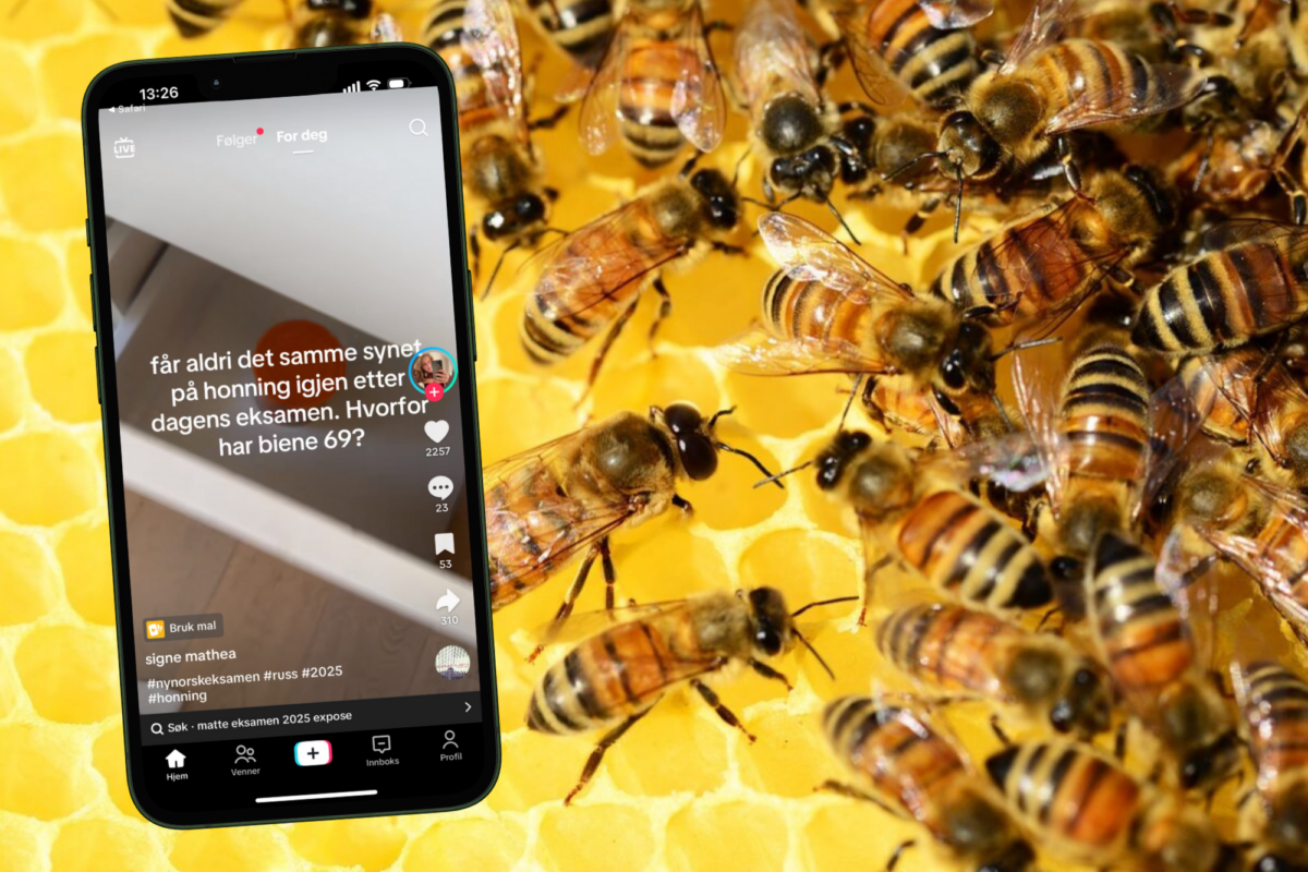 Skjermdump frå TikTok med teksten: "får aldri det samme synet på honning igjen etter dagens eksamen. Hvorfor har biene 69?"